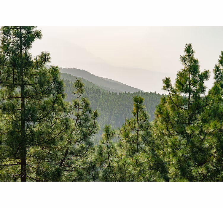 Trekroner ovenfra fototapet skog - Tenstickers