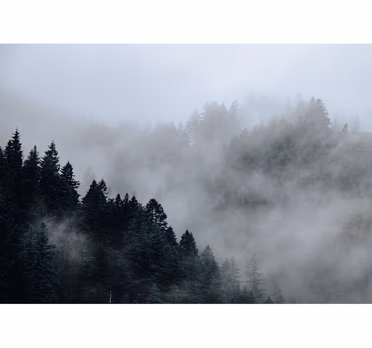 Tåkete fuktig landskap fototapet skog - Tenstickers