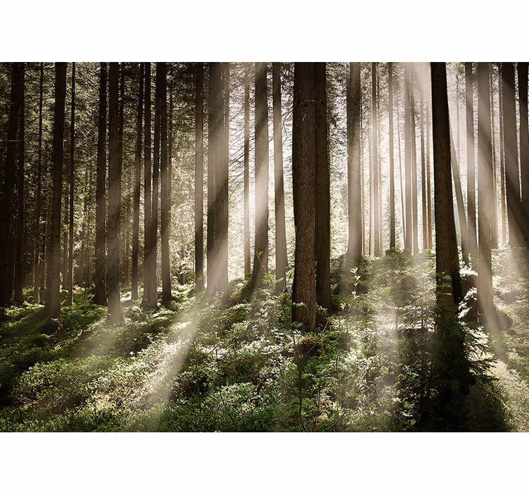 Høye trær med solen bak fototapet skog - Tenstickers