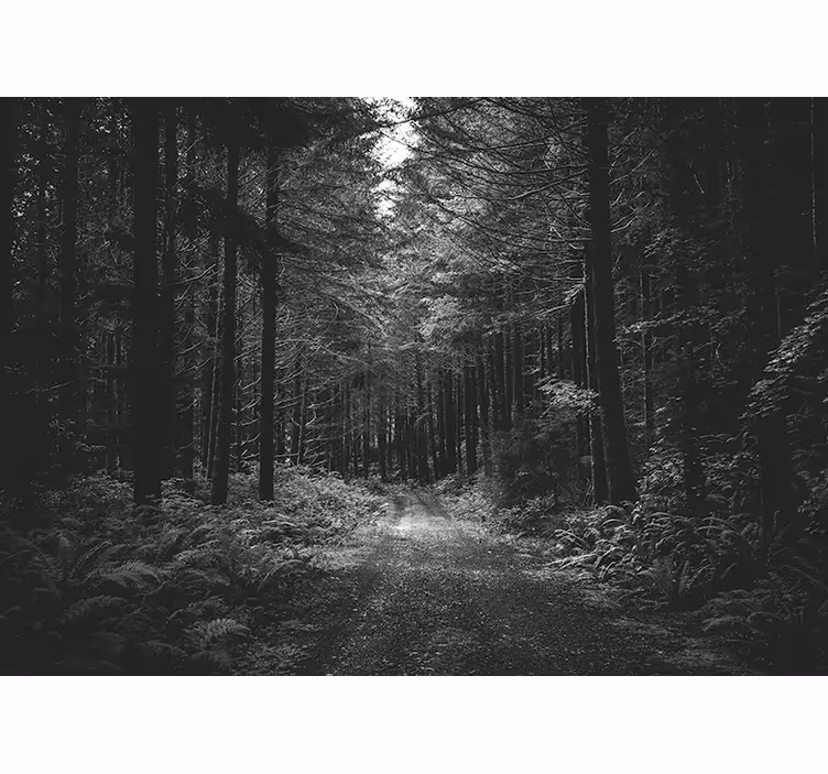 Fototapet skog rolig skogsti - Tenstickers
