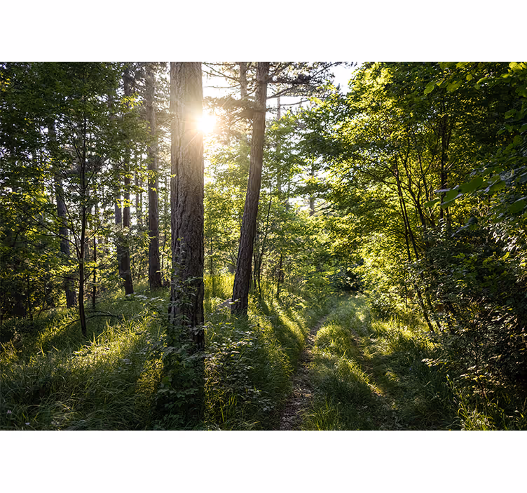 Fototapet natur lysende skogsti - Tenstickers