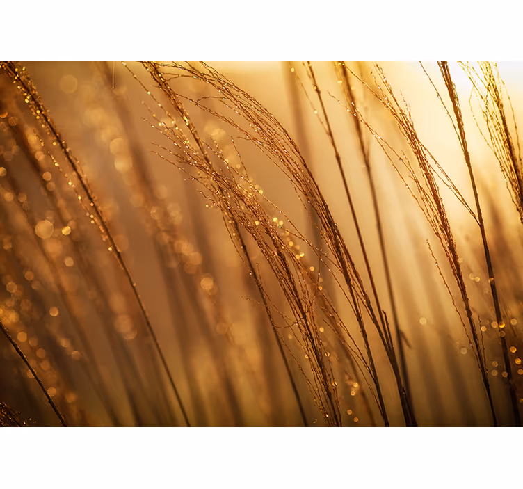 Fototapet natur mildt gyllent gress - Tenstickers