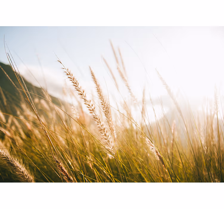 Fototapet natur myke gressvinduer - Tenstickers
