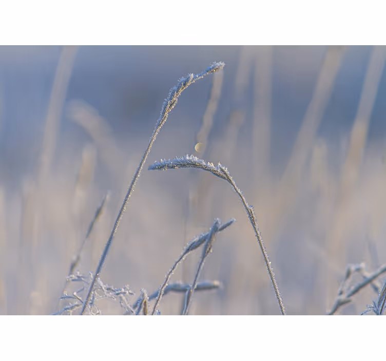 Fototapet natur frostede gressstrå - Tenstickers