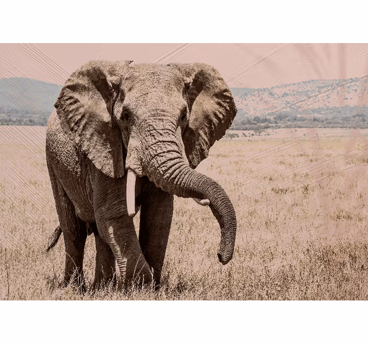 Fototapet dyr regal elefant aura - Tenstickers