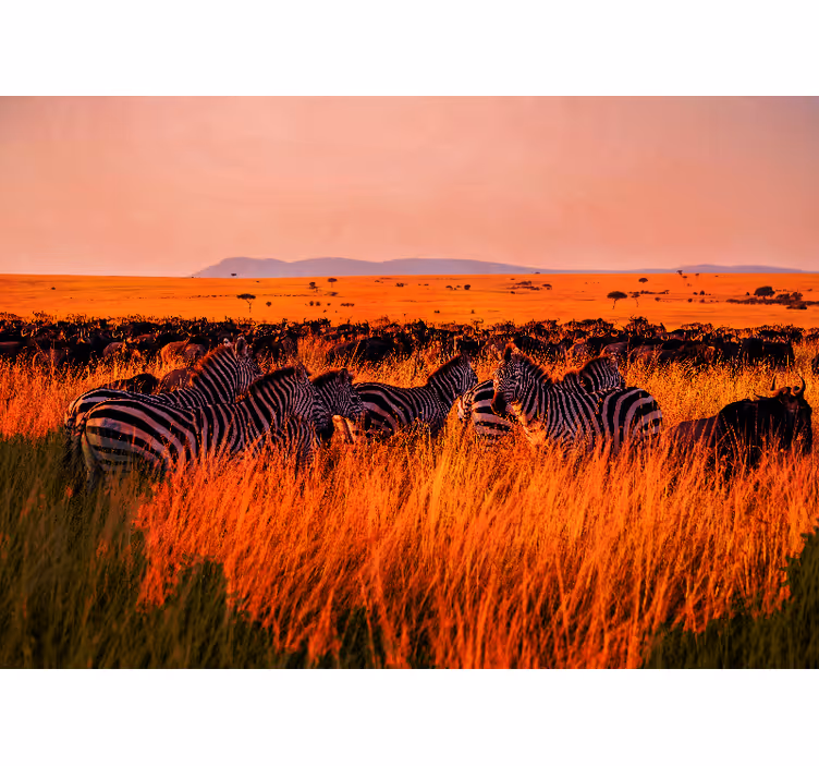 Fototapet natur zebras i serengeti - Tenstickers