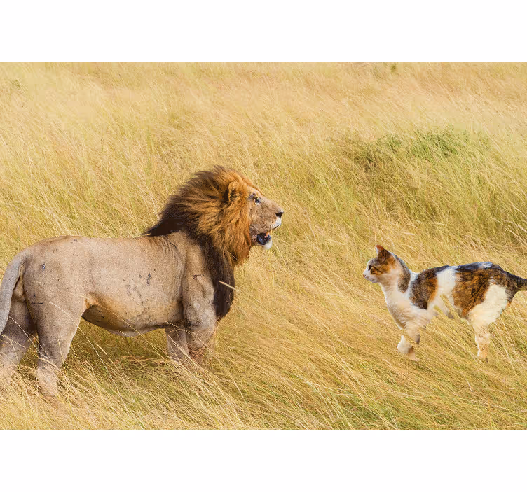 Løve vs villkatt konsept fototapet afrika - Tenstickers