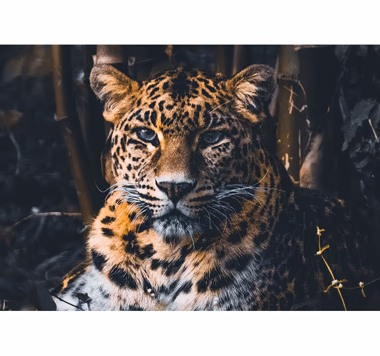Fototapet dyr majestetisk leopardportrett - Tenstickers