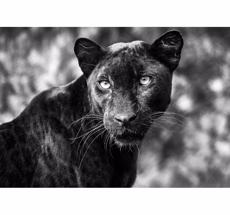 Vakker panter svart fototapet afrika - Tenstickers