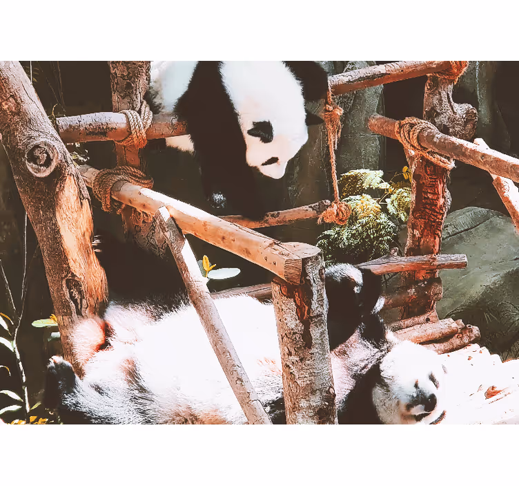 Fototapet dyr panda leketid scene - Tenstickers