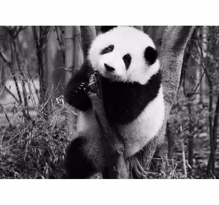 Fototapet dyr panda i tre - Tenstickers