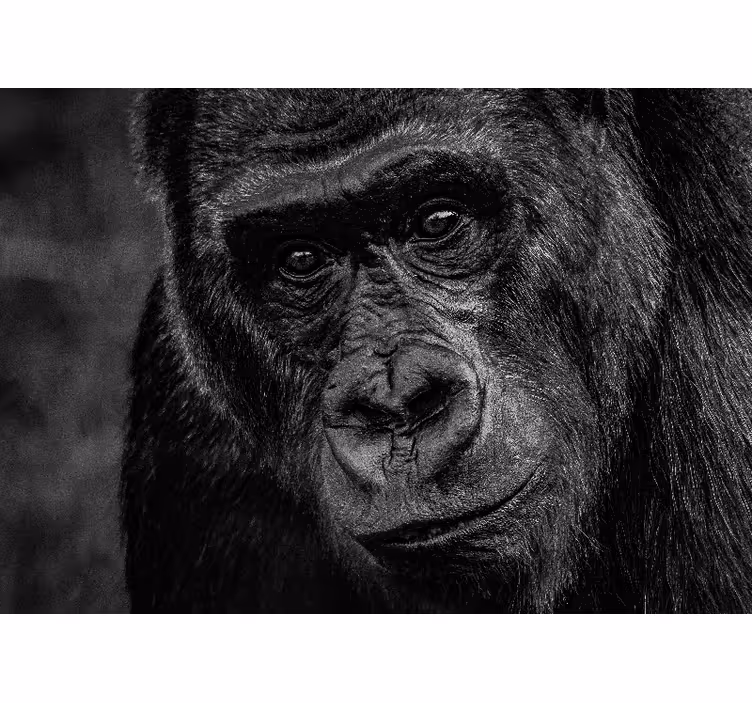 Fototapet dyr gorilla nærbilde - Tenstickers