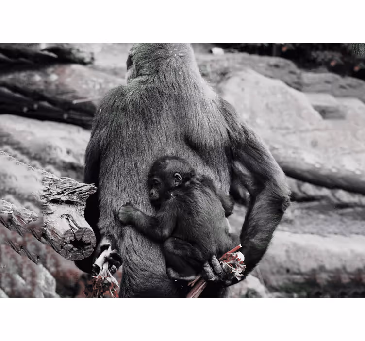 Mor og babygorilla fototapet dyr - Tenstickers