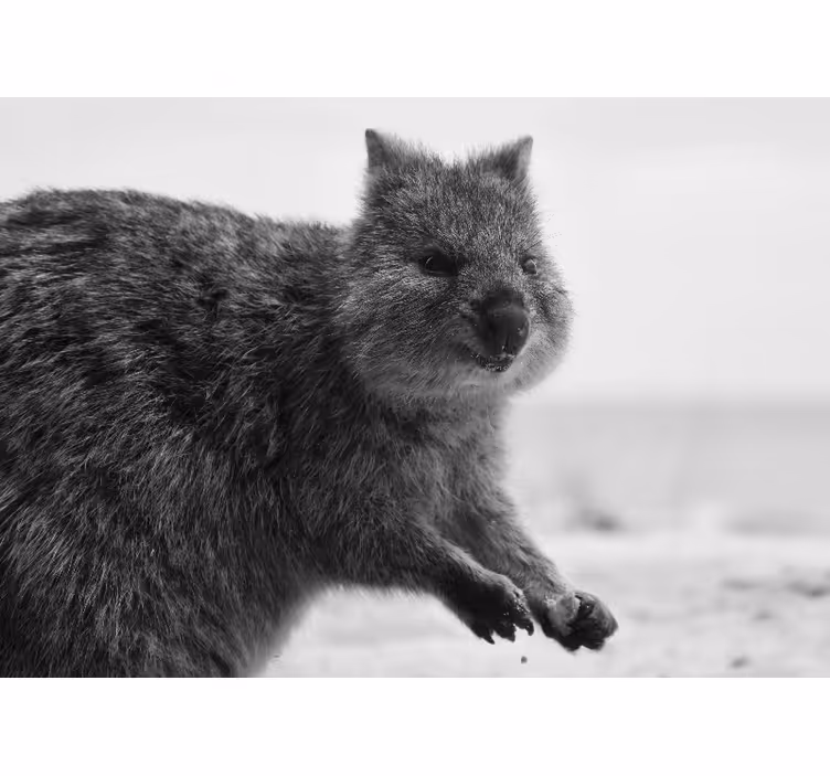 Fototapet dyr nærbilde av wombat uttrykk - Tenstickers
