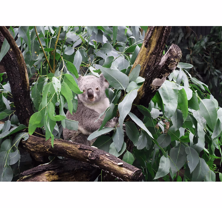 Søt nysgjerrig koala fototapet afrika - Tenstickers
