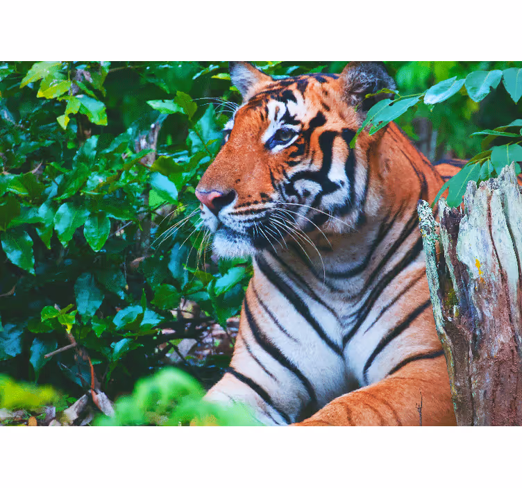 Vakker poserende tiger fototapet afrika - Tenstickers