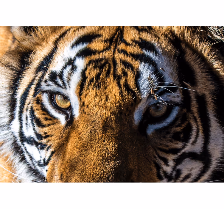 Vakre tigerøyne fototapet afrika - Tenstickers