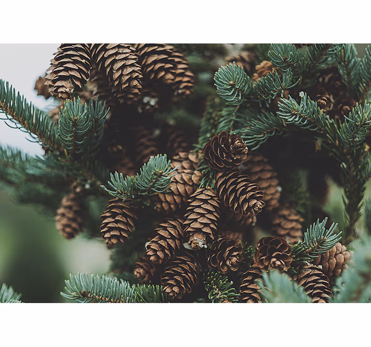 Fototapet trær furukongler gruppe - Tenstickers