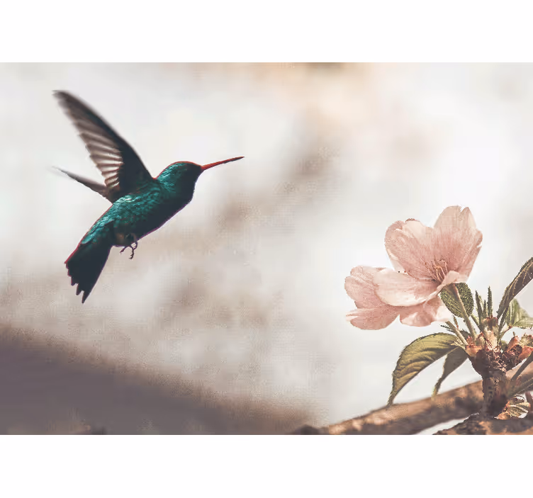 Fototapet dyr kolibri og blomst - Tenstickers