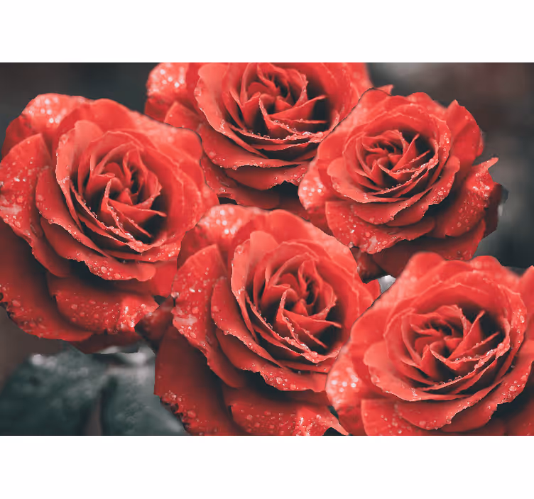 Store røde roser med vanndråper fototapet rose - Tenstickers