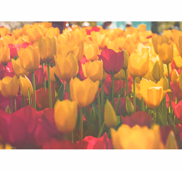 Fototapet blomster tulipanblomsterenger - Tenstickers