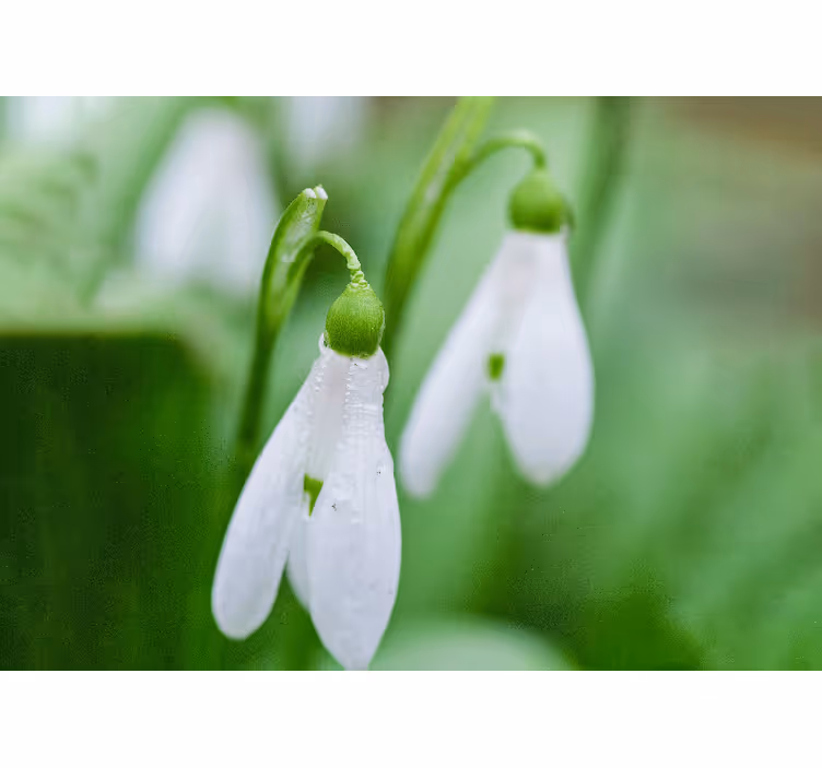 Fototapet blomster snøklokke blomsterprakt - Tenstickers