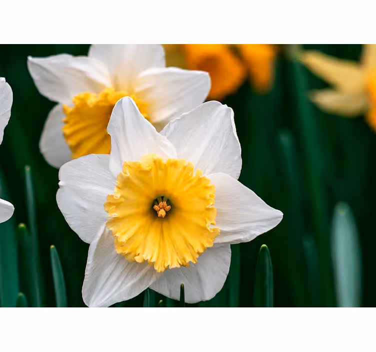 Fototapet valmue blomstrende eleganse - Tenstickers