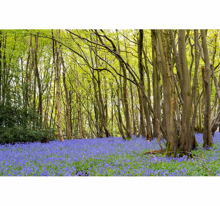 Fototapet skog livlige grønne trær - Tenstickers