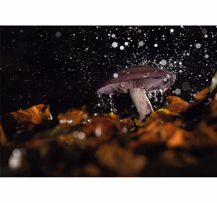 Fototapet natur sopp vannsprut - Tenstickers