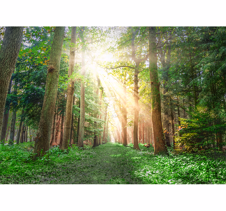 Fototapet skog fredfull skogsti - Tenstickers