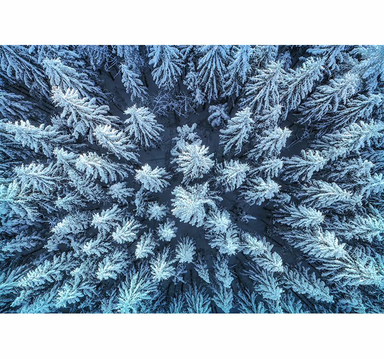 Fototapet natur frosne furuskog - Tenstickers