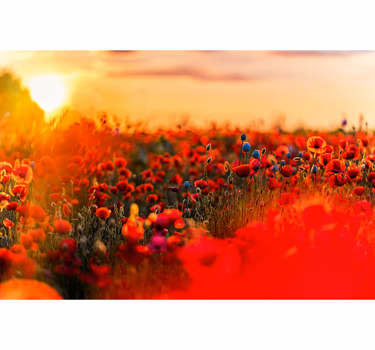Fargerike feltestetiske farger fototapet natur - Tenstickers