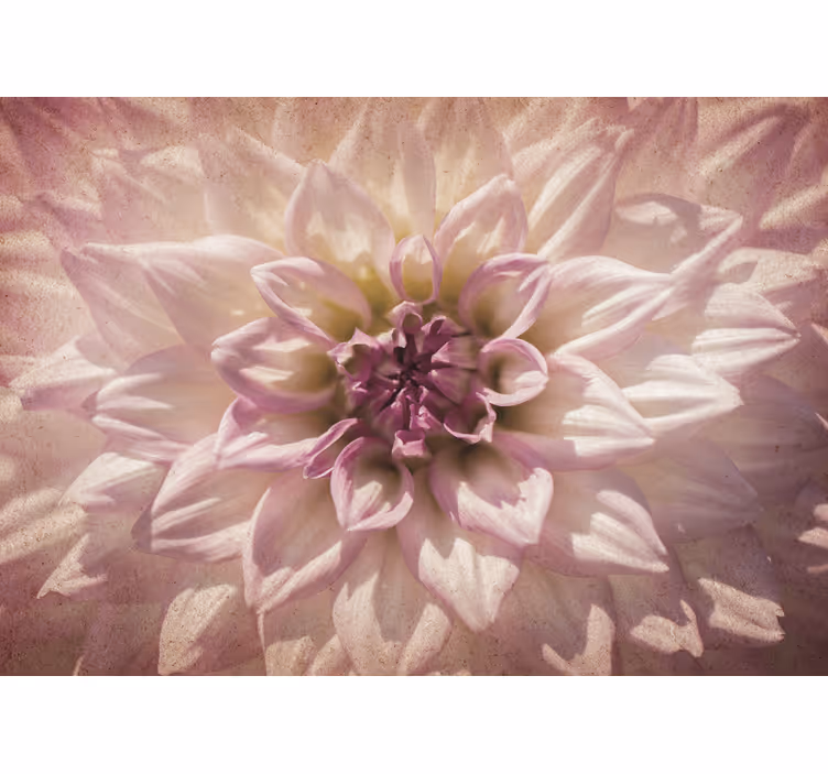 Rosa dahlia fototapet blomster - Tenstickers