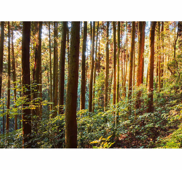 Fototapet skog frodig grønn skog - Tenstickers