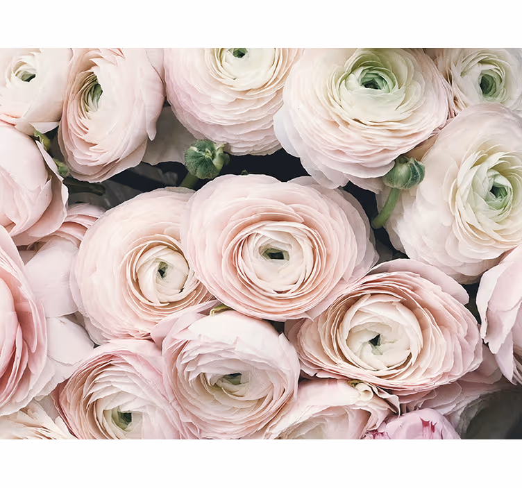 Fototapet blomster delikate ranunkler blomster - Tenstickers