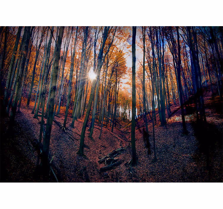 Fototapet skog solfylt høstskog - Tenstickers