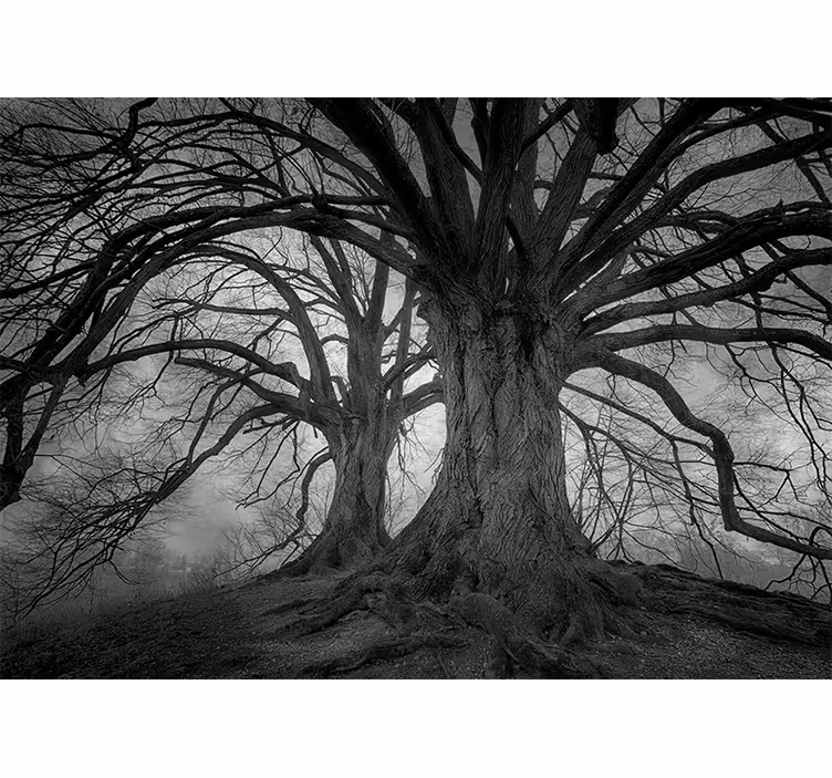 Fototapet skog majestetiske bladløse trær - Tenstickers