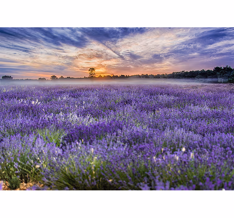 Fototapet blomster lavendelmark skumring - Tenstickers