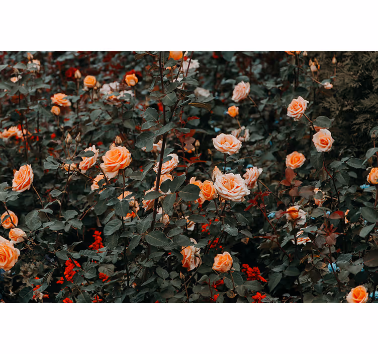 Fototapet blomster roser i blomst - Tenstickers