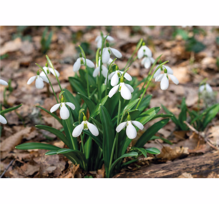 Snøklokker skoglandskapsdesign fototapet blomster - Tenstickers