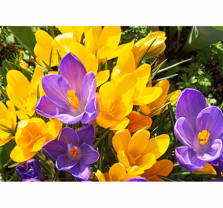 Fototapet blomster fargerike krokusblomster - Tenstickers