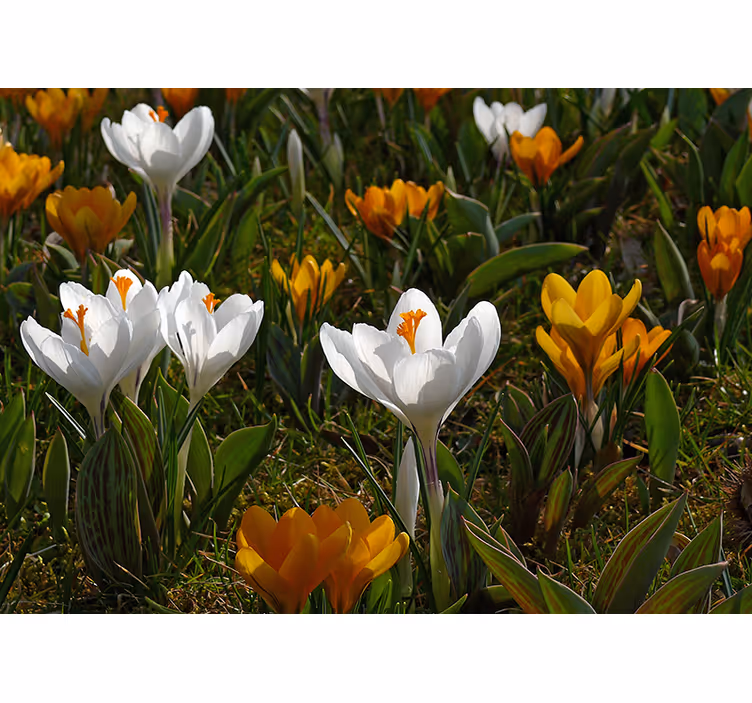 Fototapet blomster krokusblomstring - Tenstickers