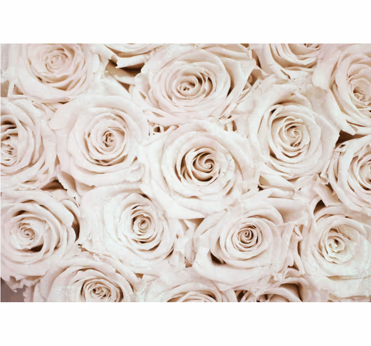 Fototapet blomster myke roser arrangement - Tenstickers