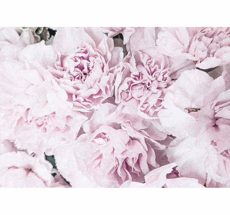 Fototapet blomster myke rosa blomster - Tenstickers