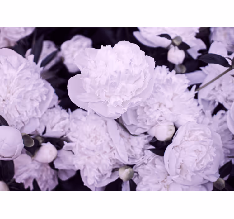 Fototapet blomster lavendel pioner blomster - Tenstickers