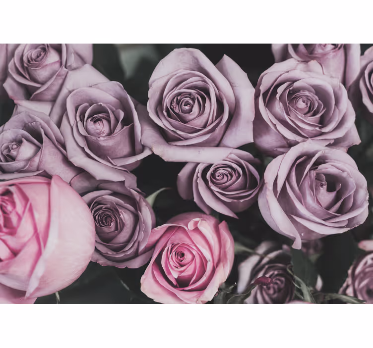 Fototapet blomster lavendelrose-bukett - Tenstickers