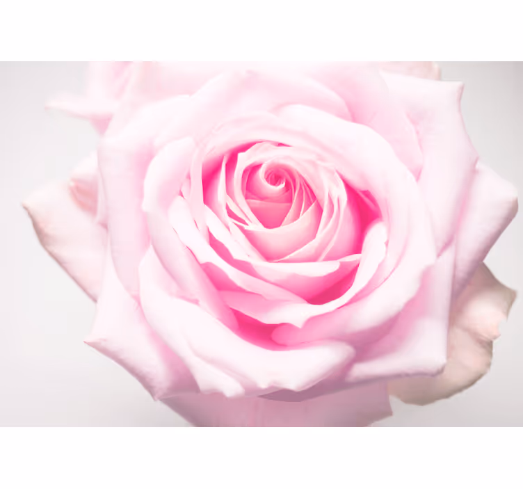 Fototapet valmue i myk rosa rose - Tenstickers