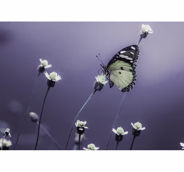 Fototapet blomster sommerfugl på blomster - Tenstickers