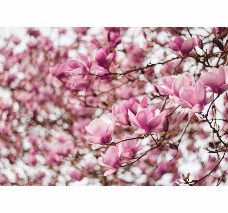 Elegant stil feminin rosa kirsebærblomster fototapet blomster - Tenstickers