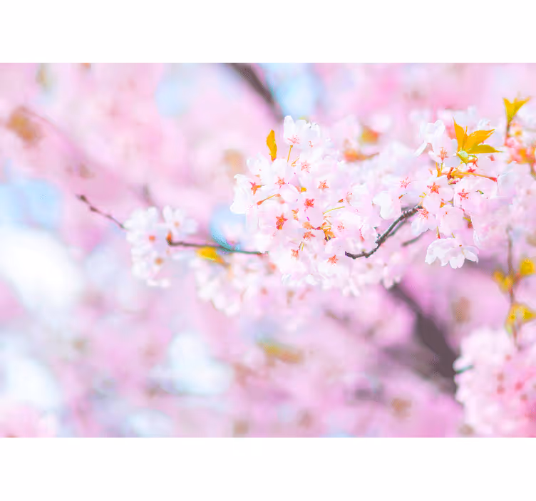 Fototapet blomster kirsebærblomsters prakt - Tenstickers